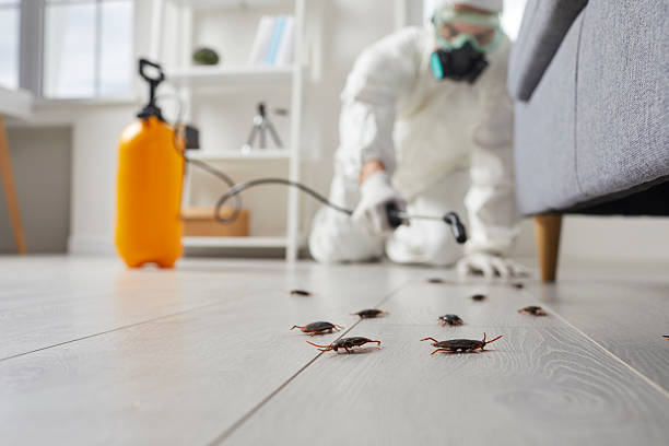 Commercial Kitchen Cockroach Control in Olive Branch